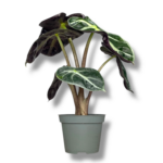 alokaziya bebi bambino