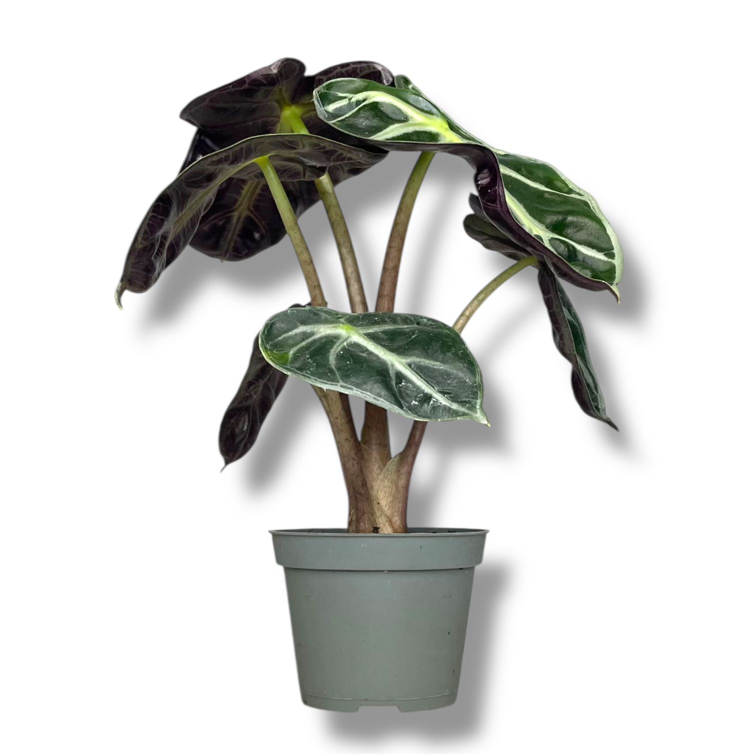 alokaziya bebi bambino