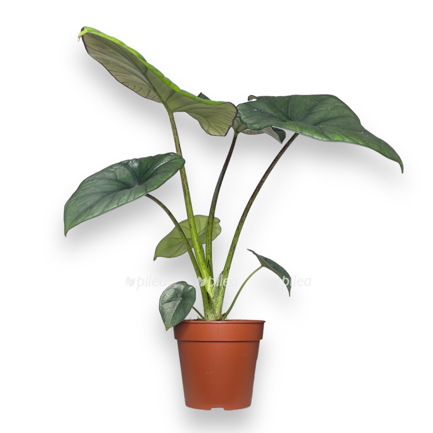 alokaziya-bisma.jpg alokaziya bisma