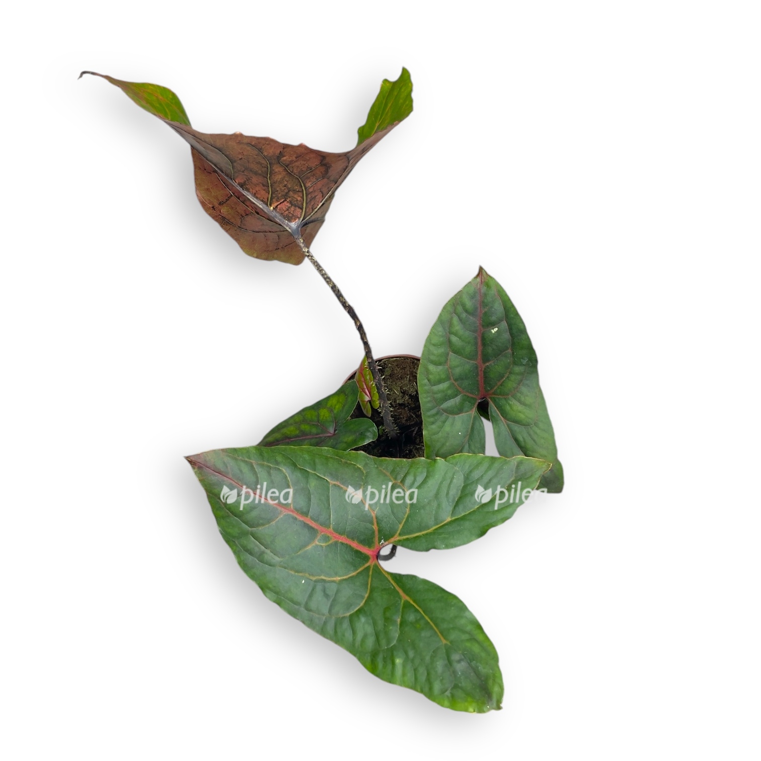 alokaziya blek dzhek 1 2