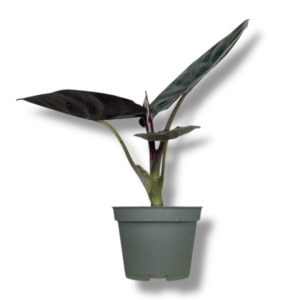 Алоказия Блэк Меджик купить