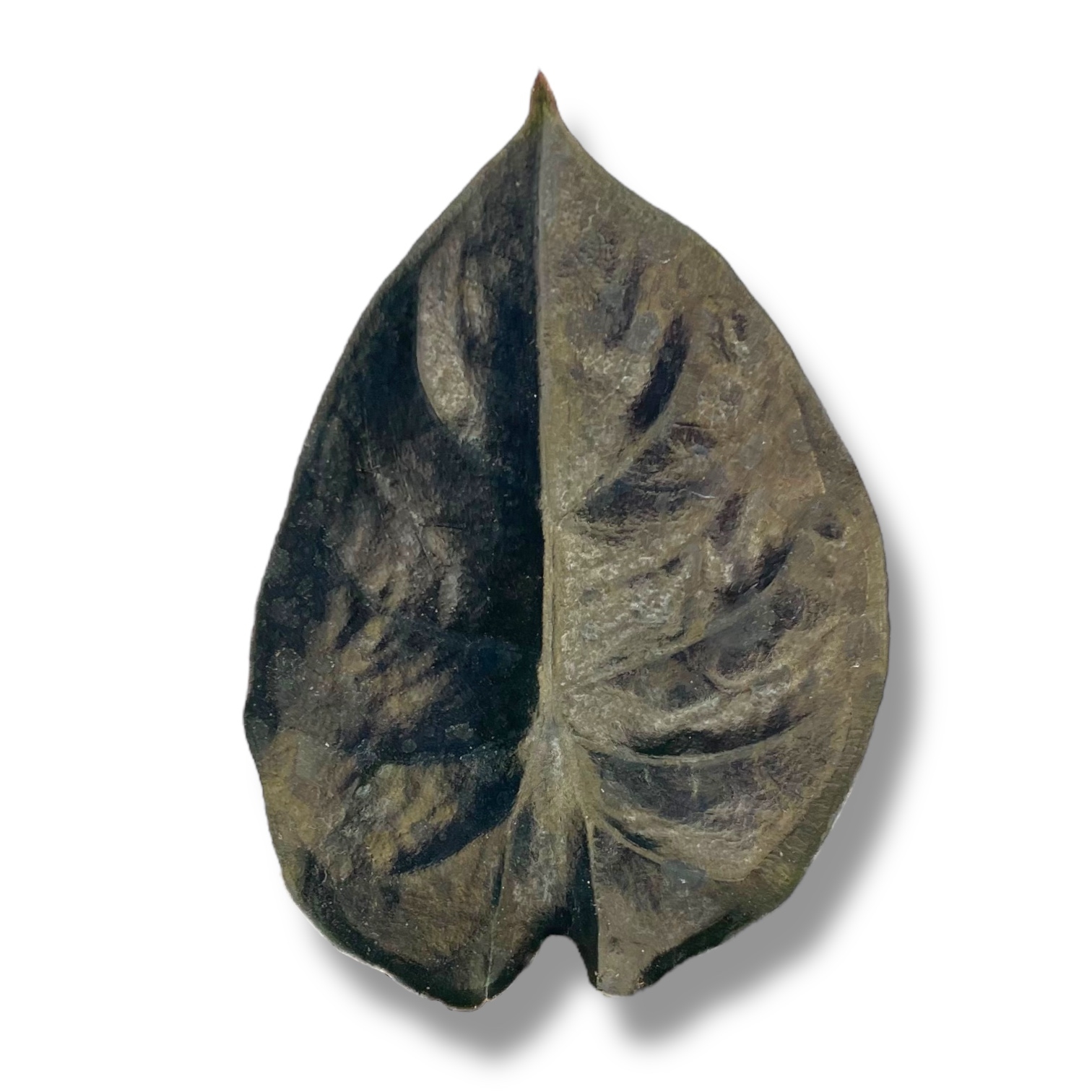 alokaziya blek medzhik.