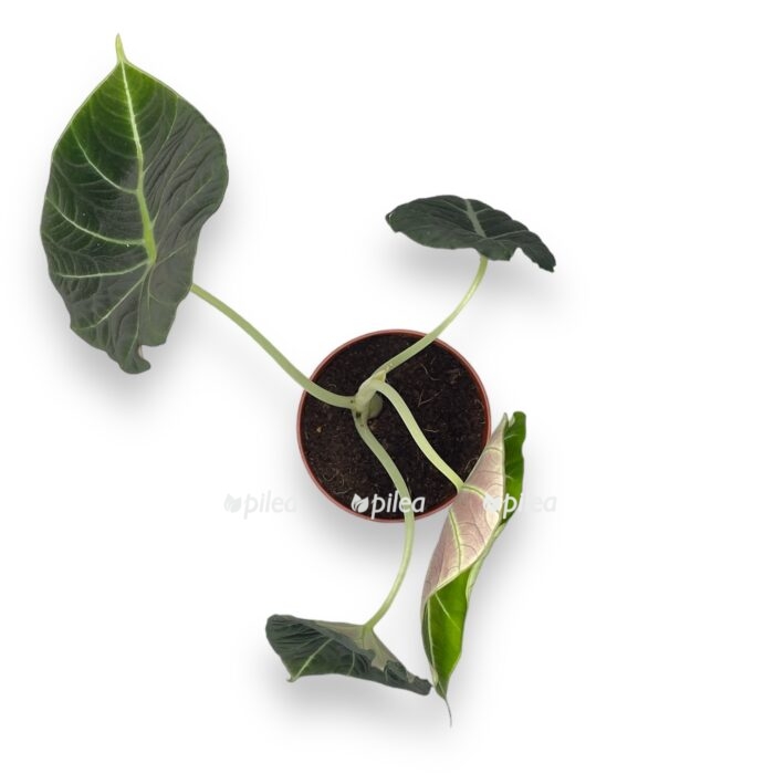 alokaziya blek velvet 1 e1701357519394