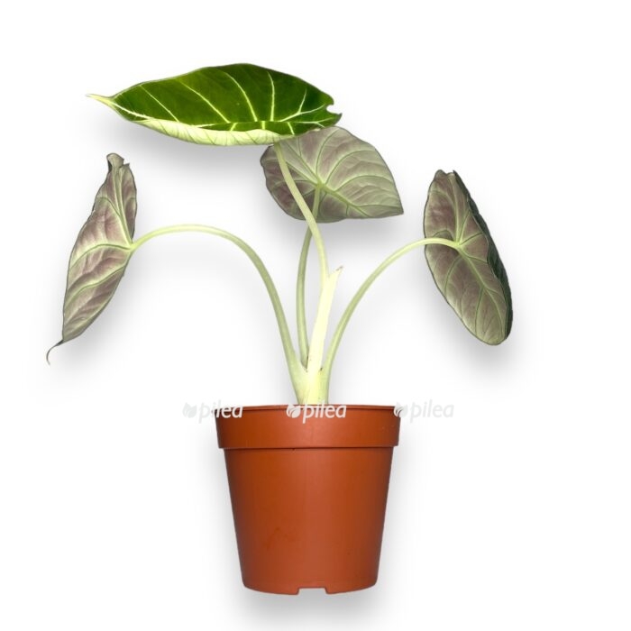 Алоказия Блэк Вельвет купить