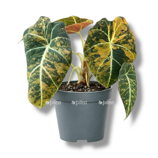 alokaziya blek velvet gold aurea