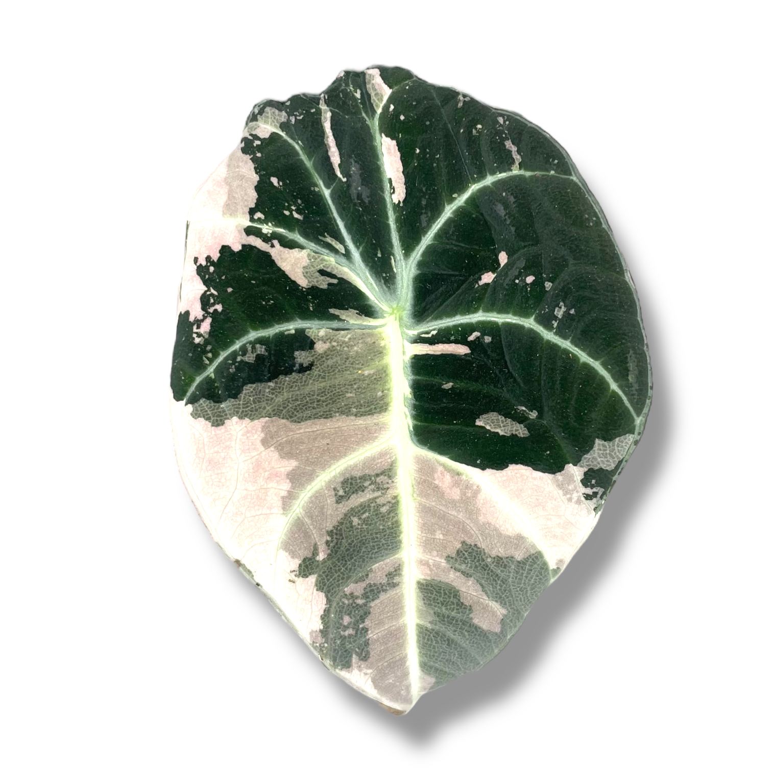 alokaziya blek velvet pink variegata 1 2