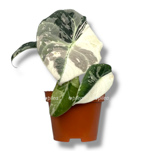 alokaziya blek velvet pink variegata e1758259484232