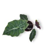 alokaziya chantrieri d12sm e1711285063335