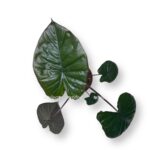 alokaziya chokolat grin 1