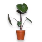 alokaziya chokolat grin