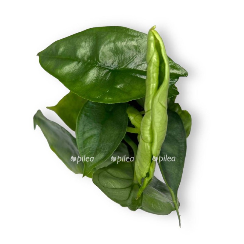 alokaziya dragon bref