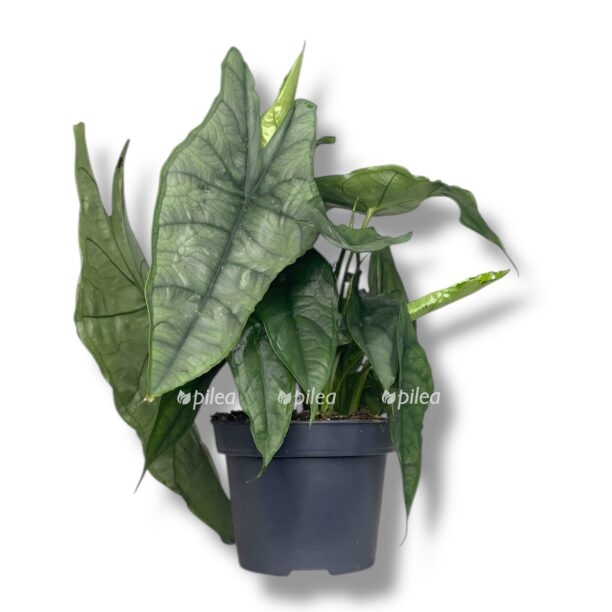 alokaziya dragon bref e1768977422607