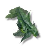 alokaziya dragon bref e1768977432775