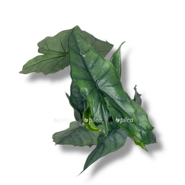 alokaziya dragon bref e1768977432775