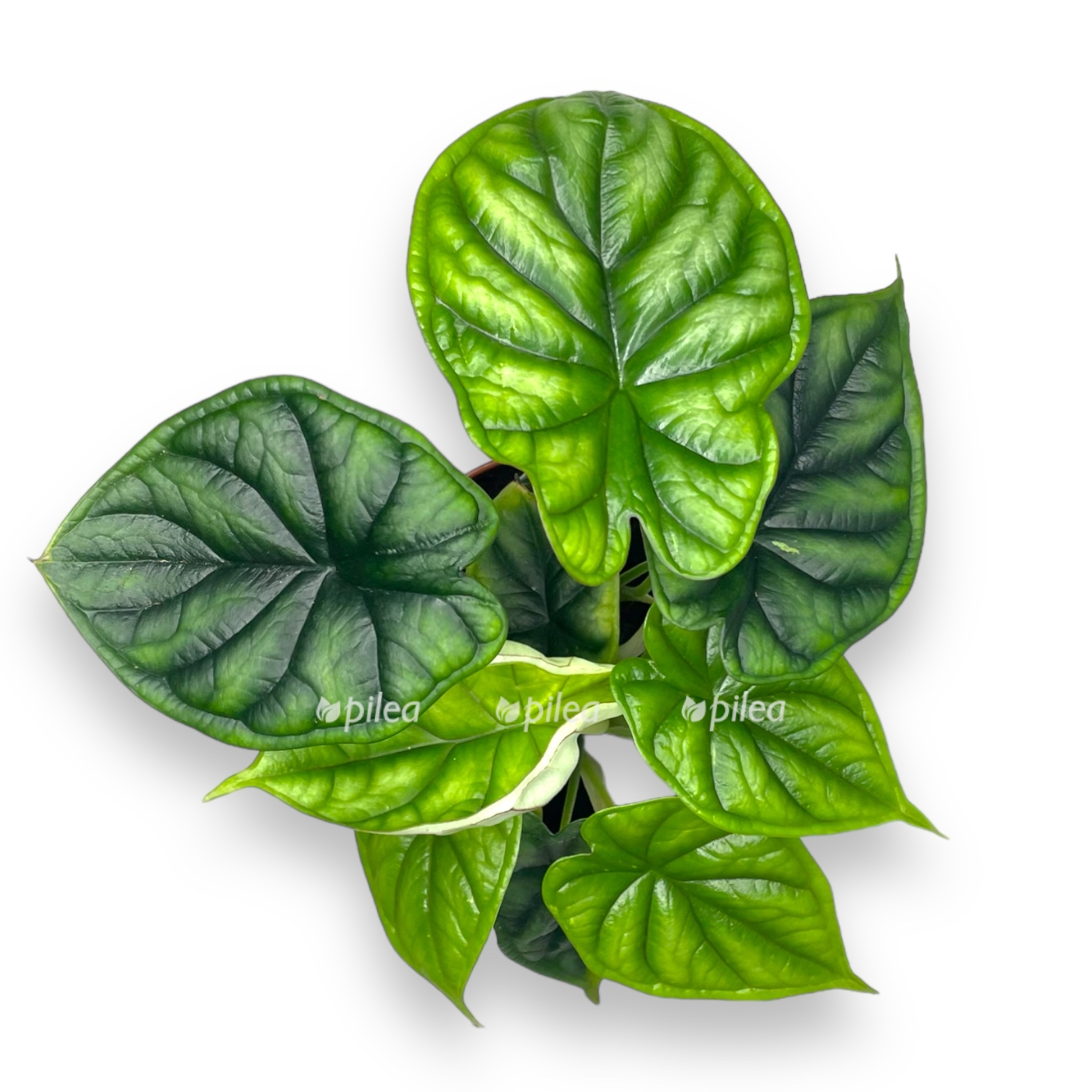 alokaziya dragon skale d12 h30 sm