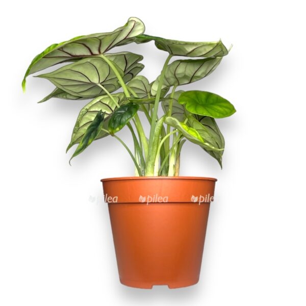 alokaziya dragon skale d12 sm e1728664443684