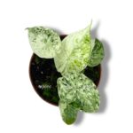 alokaziya dragon skale mint