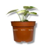 alokaziya dragon skale mint 1 1