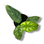 alokaziya dragon skale mint