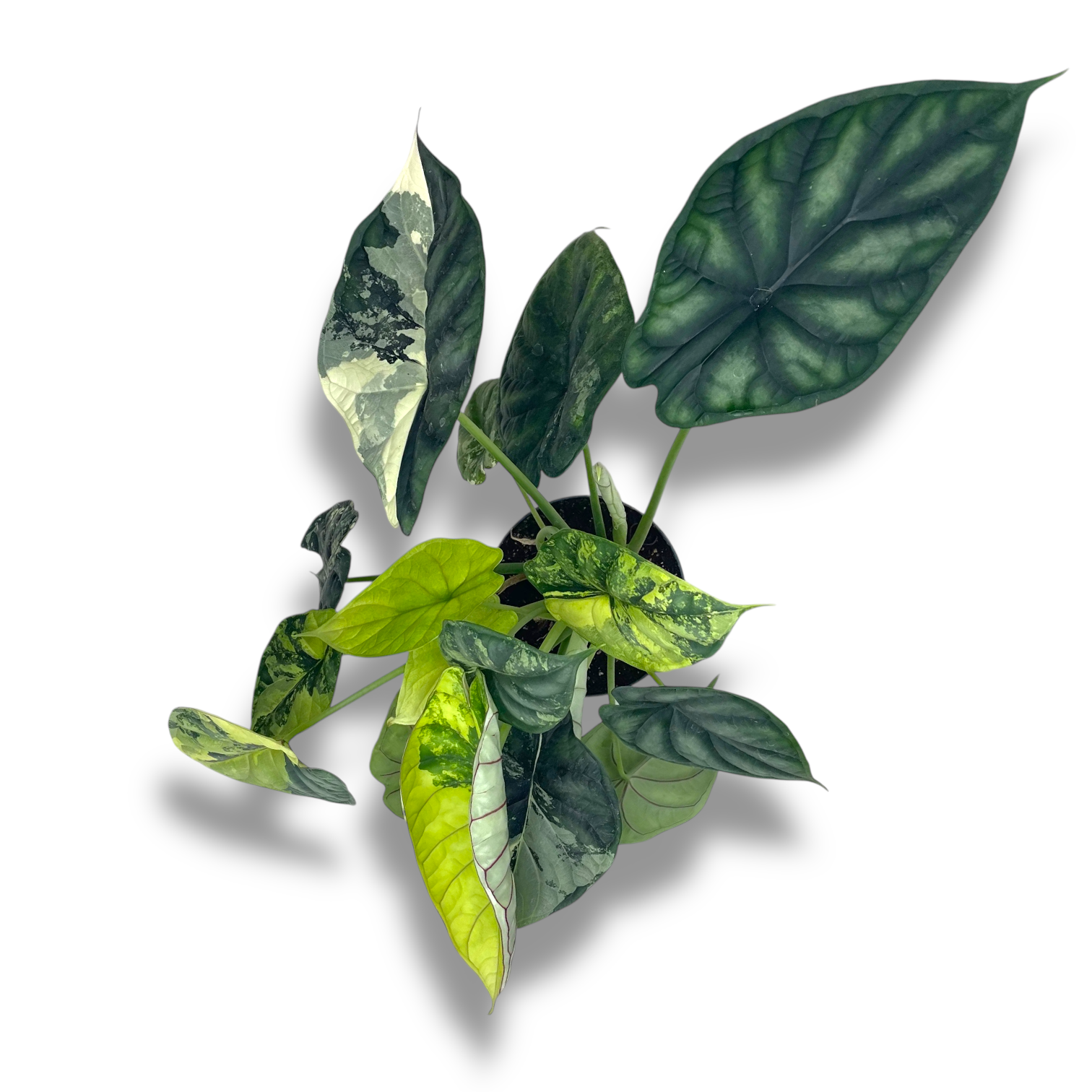 alokaziya dragon skale variegata