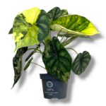 alokaziya dragon skale variegata 1 e1753893931503