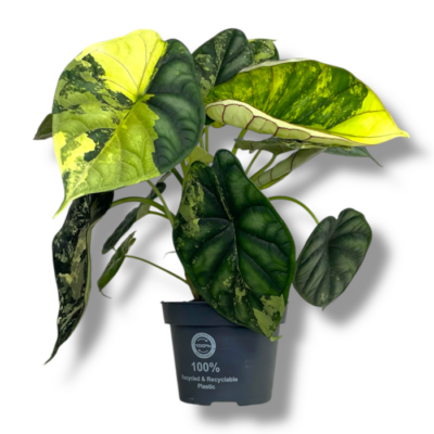 alokaziya dragon skale variegata 1 e1753893931503