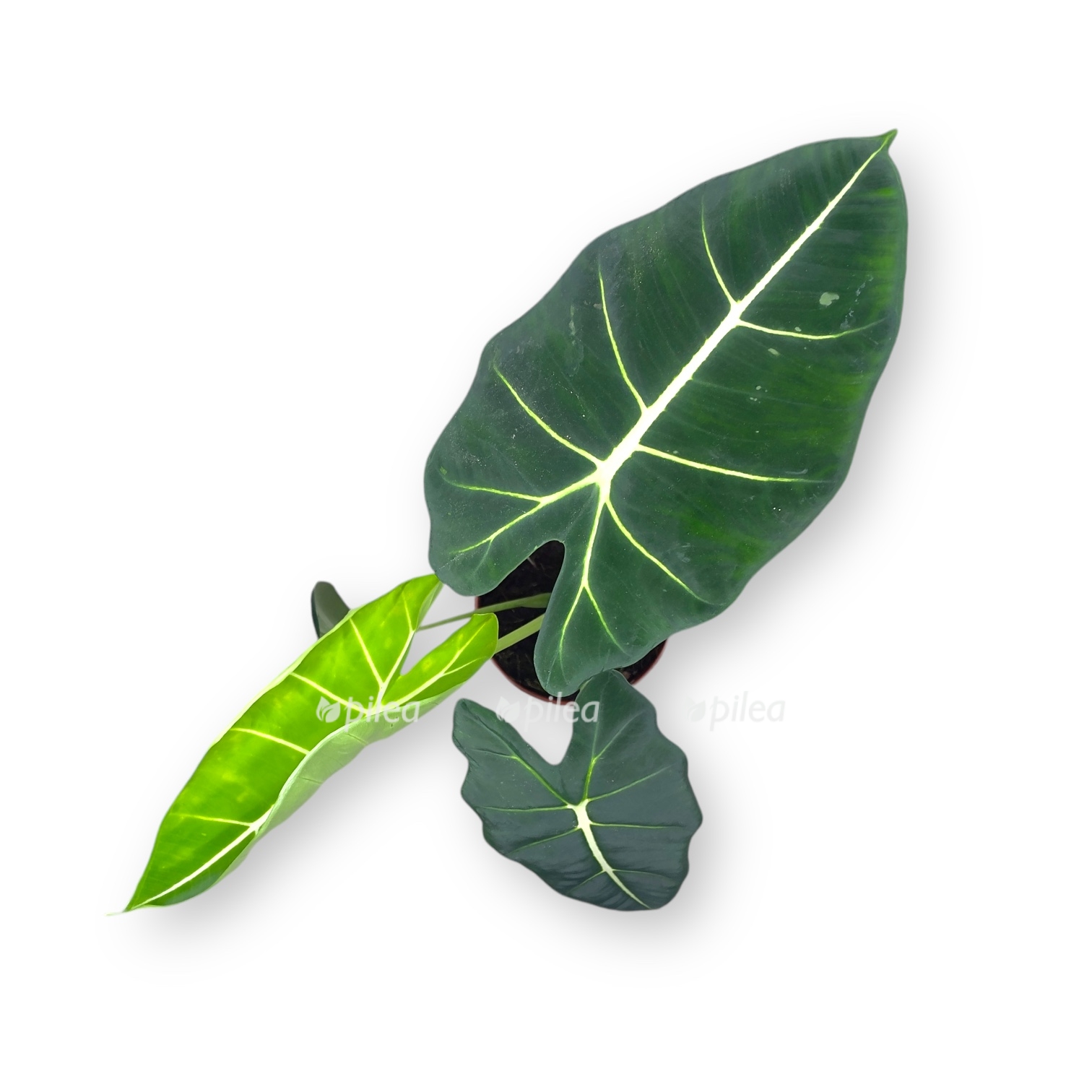 alokaziya frajdek 1 1