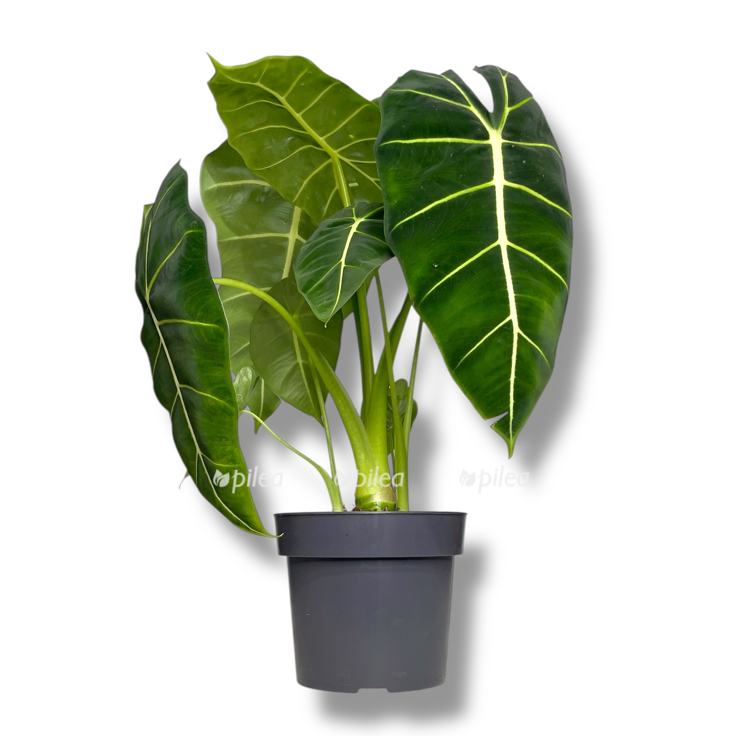 alokaziya frajdek 1 1