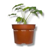 alokaziya frajdek tattu