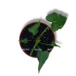 alokaziya frajdek tattu e1755095454656