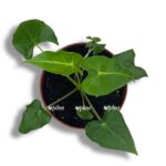 alokaziya frajdek tattu e1755095475154