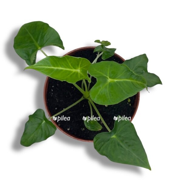 alokaziya frajdek tattu e1755095475154