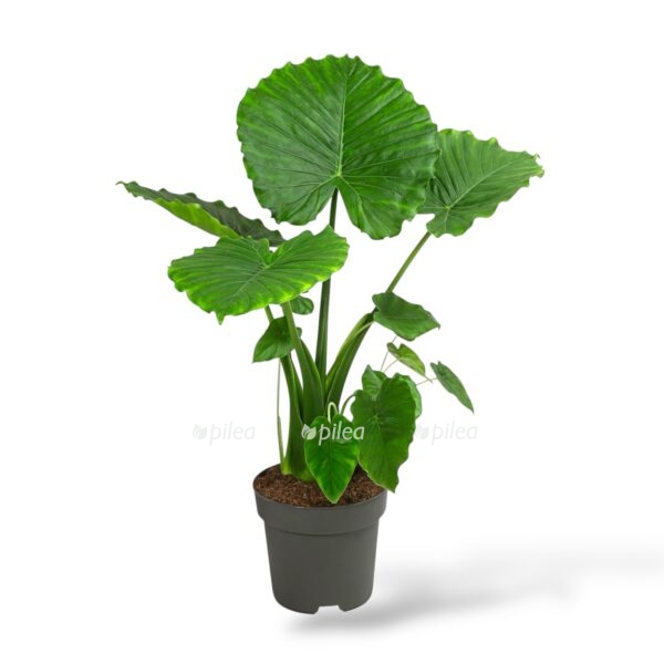 alokaziya gageana kaliforniya e1743825666843