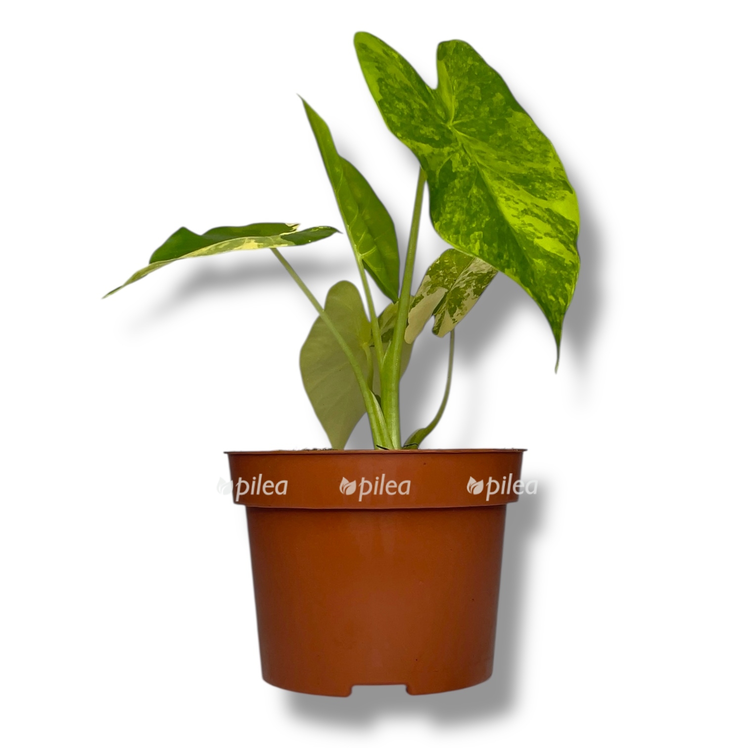 Алоказия Гагеана Вариегета купить