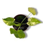 alokaziya gageana variegeta