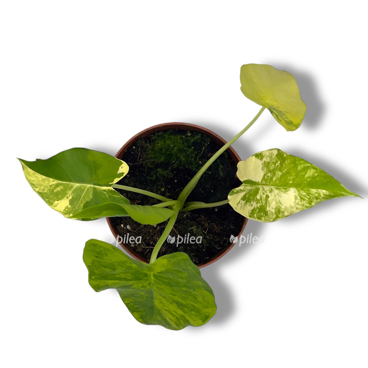 alokaziya gageana variegeta