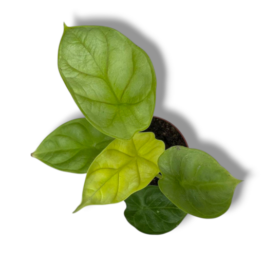 alokaziya-gold-dragon-e1769246123433.png alokaziya gold dragon e1769246123433