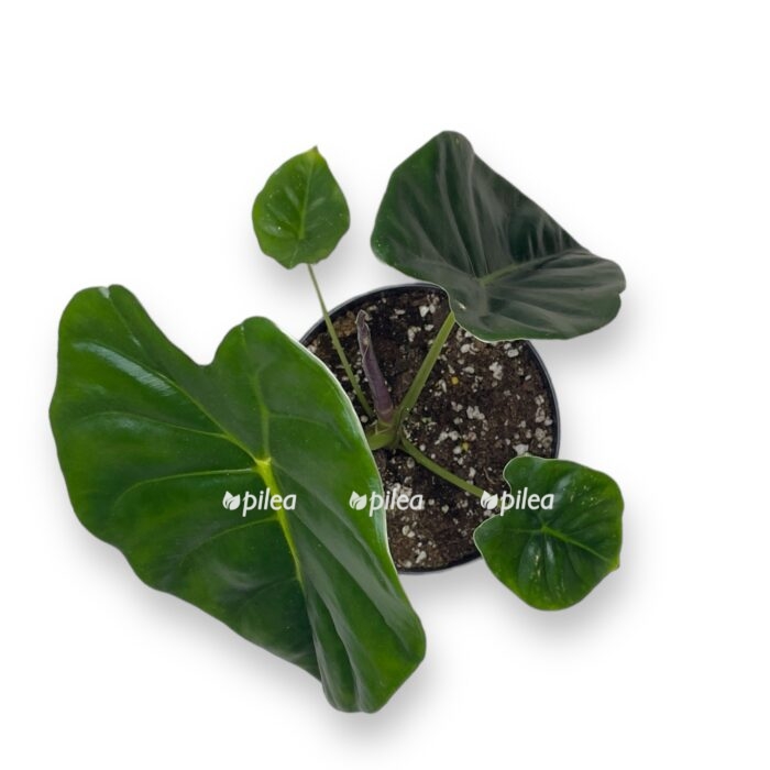 alokaziya golden bon 1430 sm e1701181245416