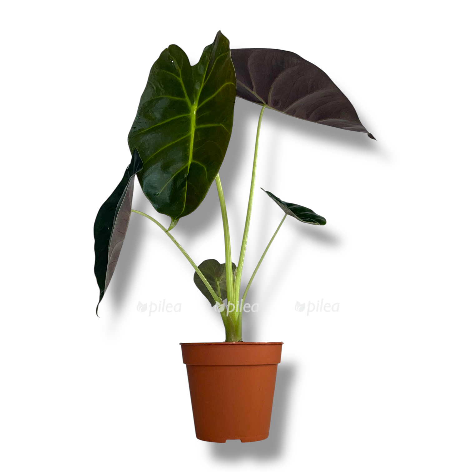 alokaziya golden bonni