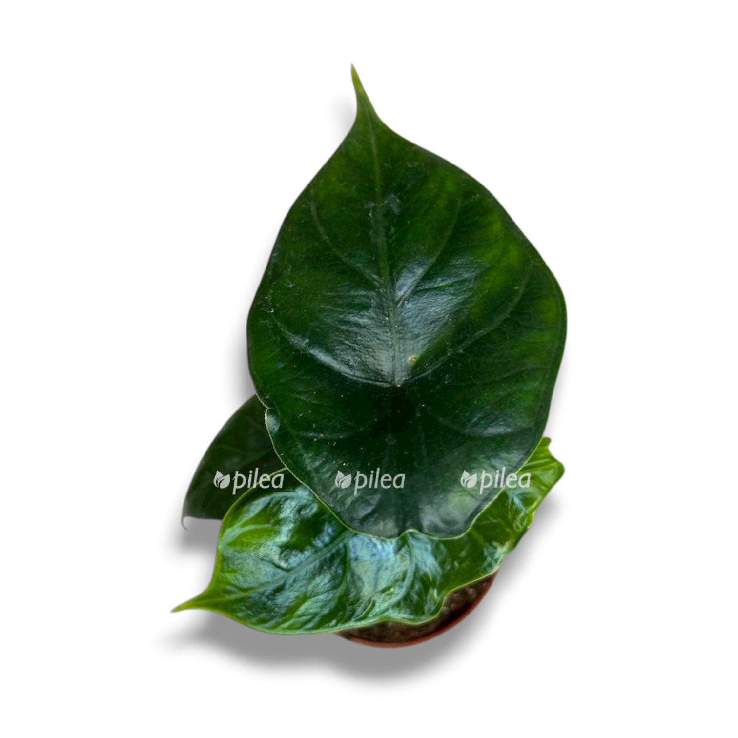 alokaziya grin yunikorn