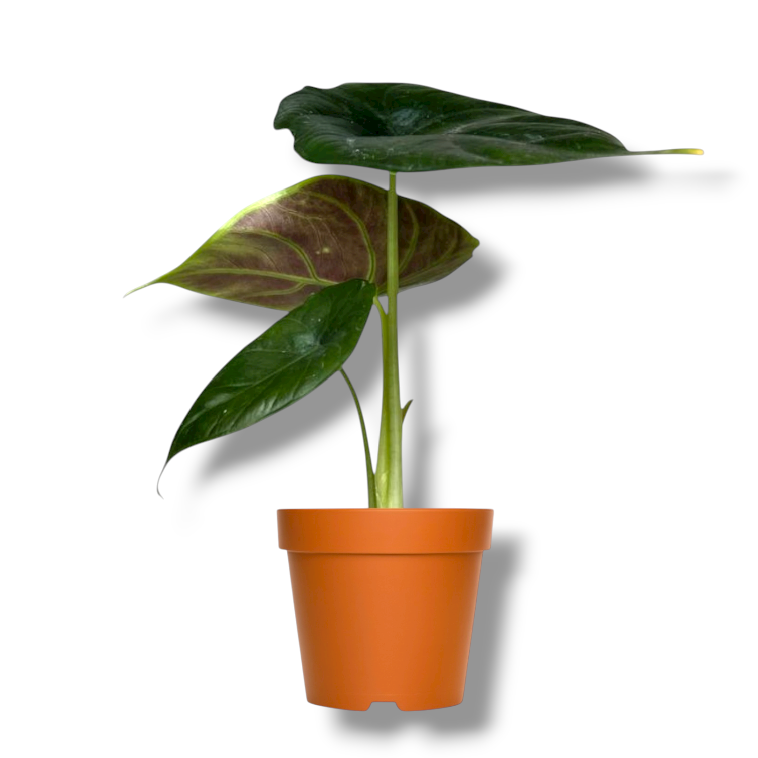 alokaziya grin yunikorn