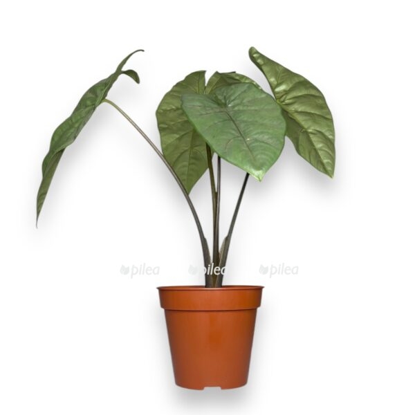 alokaziya korazon e1728842963481