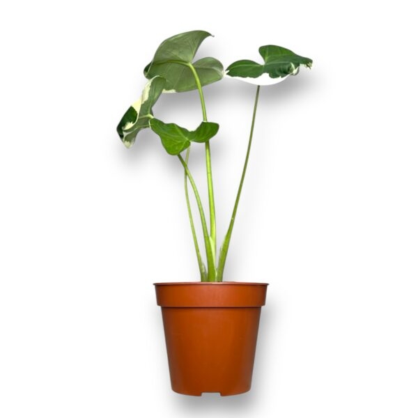 Алоказия Ксантозома Микки Маус купить