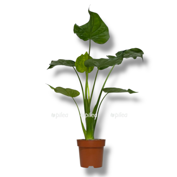 Алоказия Кукуллата купить