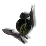 alokaziya kupera red sekret 1 1