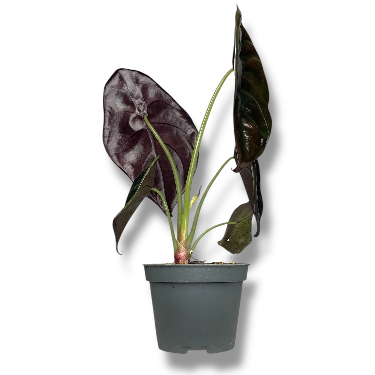 alokaziya kupera red sekret 1