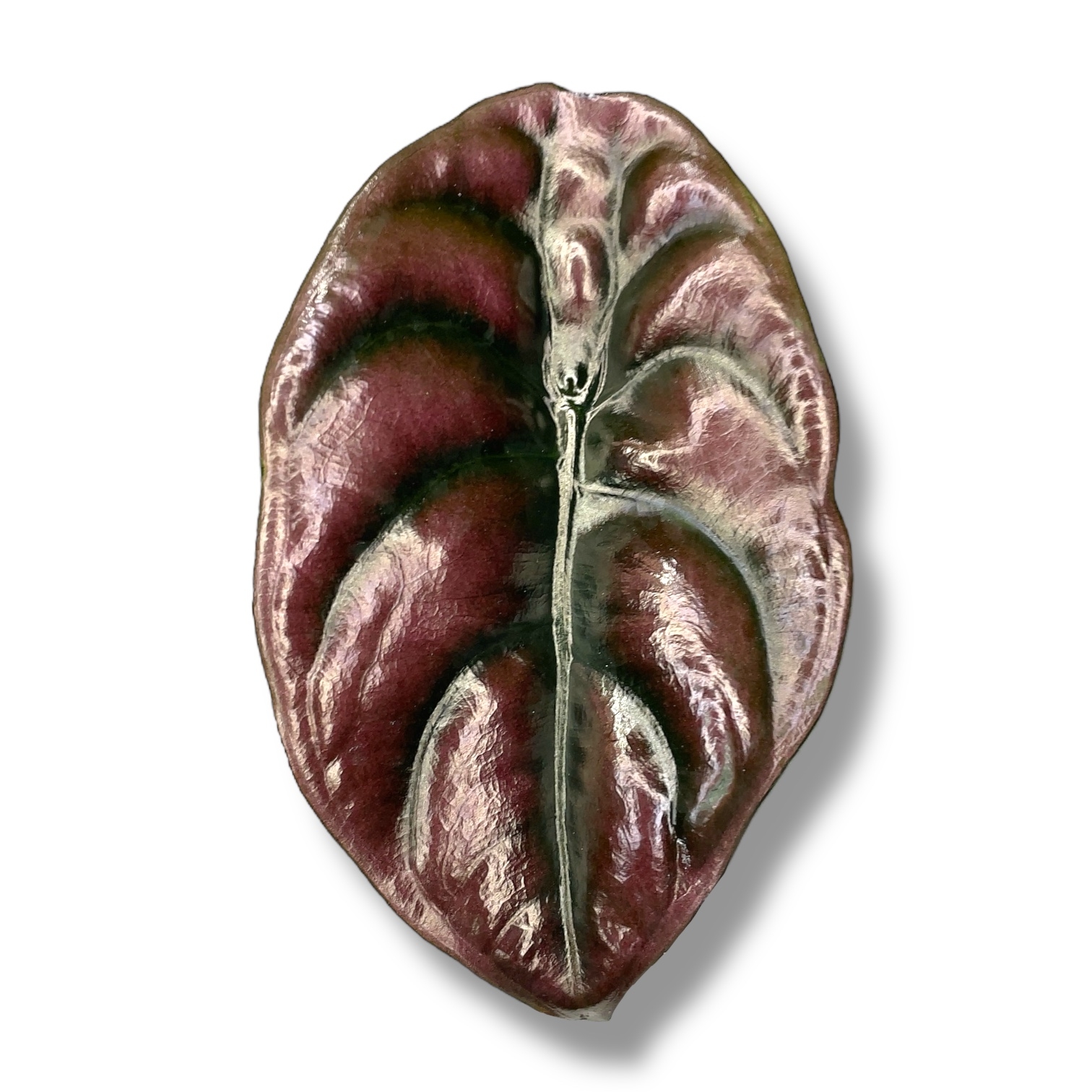 alokaziya kupera red sekret 2