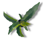 alokaziya lauterbahiana variegata