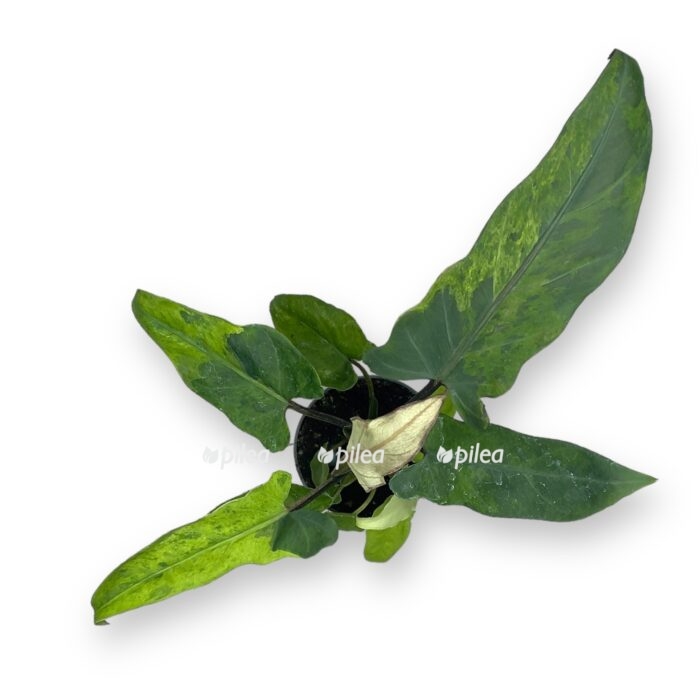 alokaziya lauterbahiana variegata e1720012383356