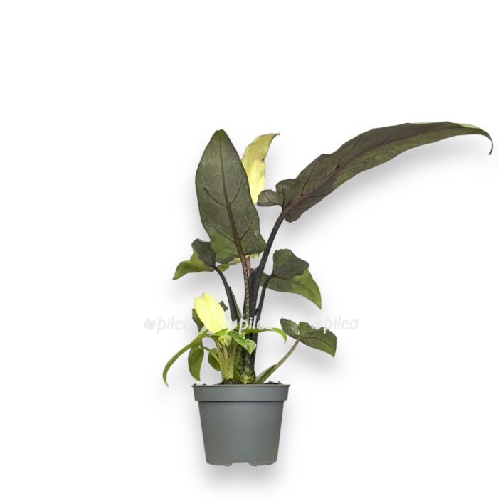 alokaziya lauterbahiana variegata e1720012393730